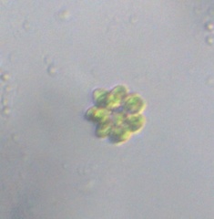 Coelastrum