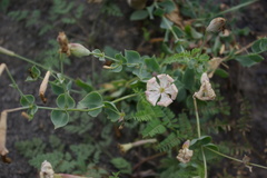 Silene chlorifolia