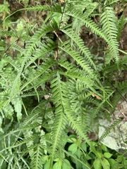 Pteris dispar