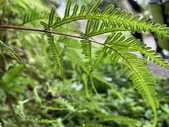 Pteris dispar