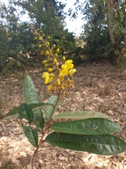 Acridocarpus chloropterus