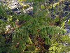 Albizia harveyi
