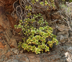 Aeonium lindleyi image