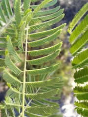 Albizia harveyi