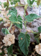 Convolvulus galaticus