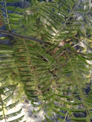 Albizia harveyi