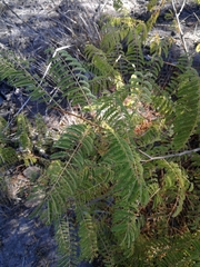 Albizia harveyi