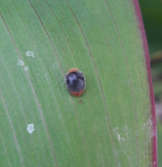 Cryptolaemus montrouzieri