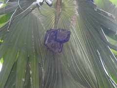 Cynopterus sphinx