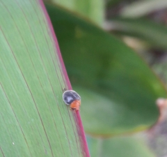 Cryptolaemus montrouzieri