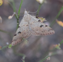 Hemeroplanis historialis