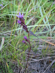 Swertiinae
