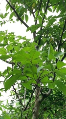 Crateva adansonii formosensis