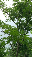 Crateva adansonii formosensis