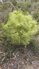 Choretrum glomeratum