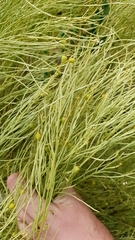 Choretrum glomeratum