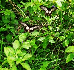 Pachliopta pandiyana