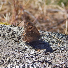 Lasiommata petropolitana