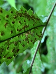 Tectaria subtriphylla