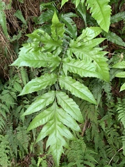 Tectaria subtriphylla