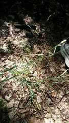 Dactylis glomerata hispanica
