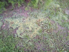 Sedum