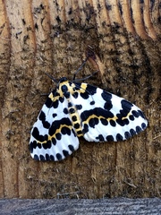 Abraxas grossulariata