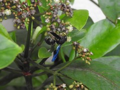 Anterhynchium flavomarginatum