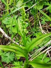 Platanthera convallariifolia