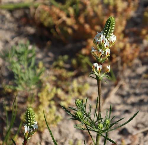Hebenstretia dentata, photograph 6