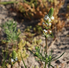 Hebenstretia dentata, photograph (c) Tony Rebelo, some rights reserved (CC BY-SA)