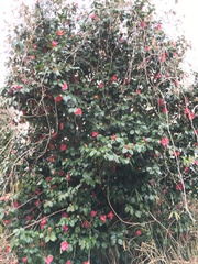Camellia japonica