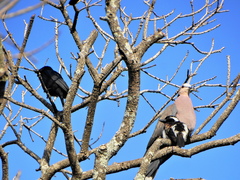 Melaenornis pammelaina ater