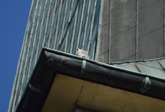 Falco peregrinus