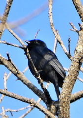 Melaenornis pammelaina ater