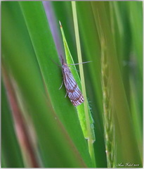 Chrysocrambus