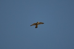 Falco peregrinus
