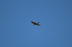 Falco peregrinus