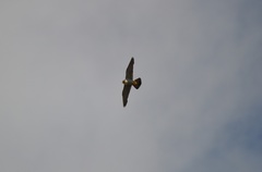 Falco peregrinus