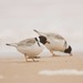 Hooded Plover - Photo (c) Ricardo Simao, some rights reserved (CC BY-NC-ND), uploaded by Ricardo Simao