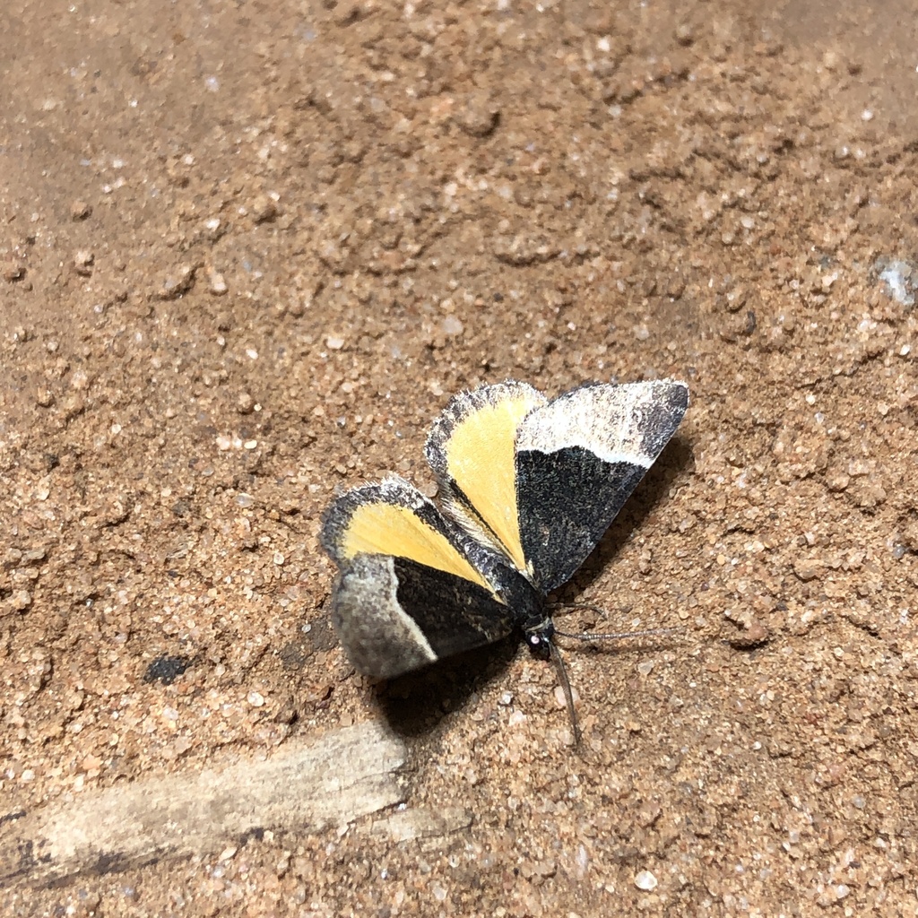 Dichromodes scothima