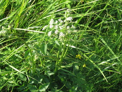 Ostericum palustre