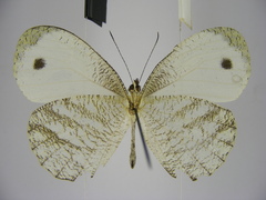 Leptosia marginea