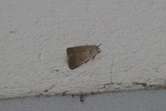 Caradrina gilva