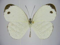 Leptosia marginea