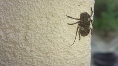 Mesosa nebulosa