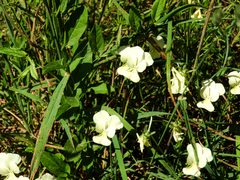 Viola etrusca