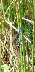 Coenagrion scitulum