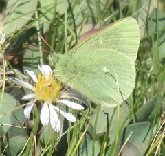 Colias behrii