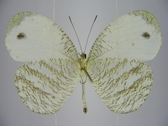 Leptosia marginea